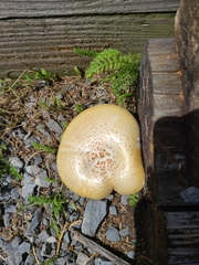 Neolentinus lepideus