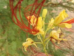 Erythrostemon gilliesii