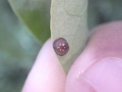Insecta