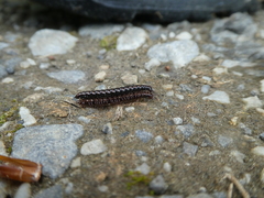 Strongylosoma