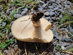 Neolentinus lepideus