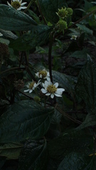 Montanoa frutescens