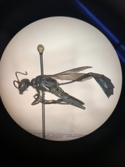 Sphecidae