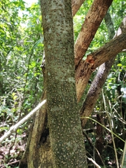 Erythrostemon yucatanensis