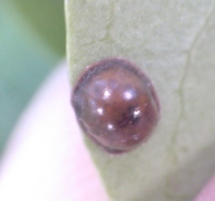 Insecta