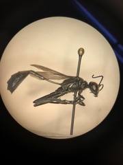 Sphecidae