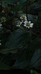 Montanoa frutescens