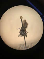 Sphecidae