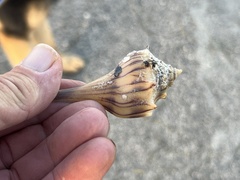 Sinistrofulgur pulleyi