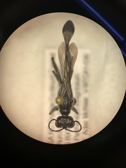 Sphecidae