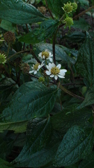 Montanoa frutescens