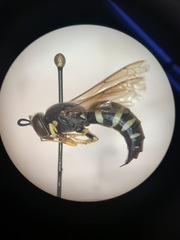 Bicyrtes quadrifasciatus