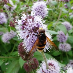 Volucella zonaria