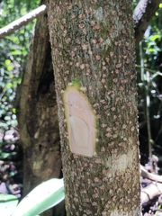 Erythrostemon yucatanensis