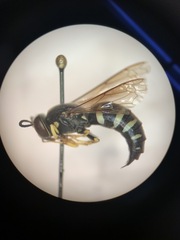 Bicyrtes quadrifasciatus