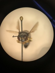 Bicyrtes quadrifasciatus