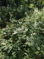 Chaerophyllum aromaticum