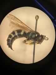 Bicyrtes quadrifasciatus