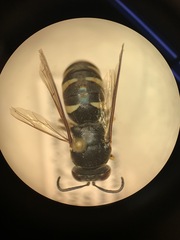 Bicyrtes quadrifasciatus