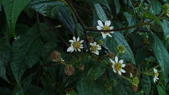 Montanoa frutescens