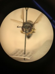 Bicyrtes quadrifasciatus