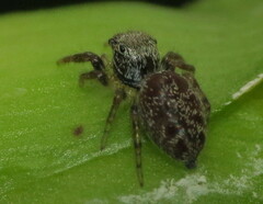 Salticidae