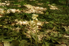 Monotropa hypopitys