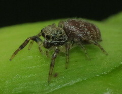 Salticidae