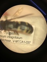 Bicyrtes quadrifasciatus