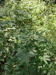 Chaerophyllum aromaticum