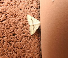 Frederickia s-signata