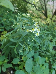 Doellingeria umbellata
