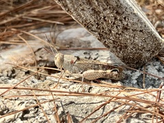 Calliptamus italicus