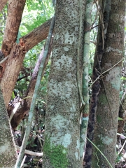 Erythrostemon yucatanensis