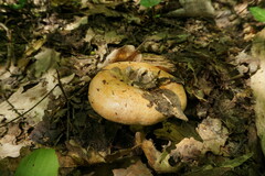 Lactarius chrysorrheus