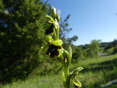 Ophrys insectifera aymoninii