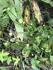 Parnassia glauca