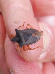 Pentatoma rufipes