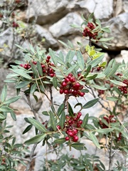 Pistacia lentiscus