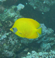 Chaetodon semilarvatus