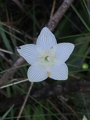 Parnassia glauca