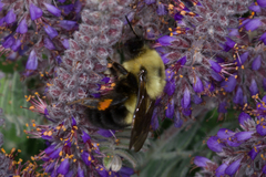 Bombus bimaculatus