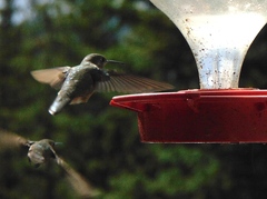 Selasphorus platycercus