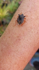 Pentatoma rufipes