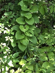 Smilax lasioneura