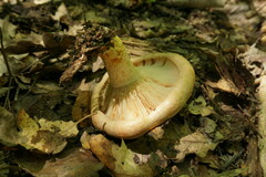Lactarius chrysorrheus
