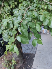 Ulmus