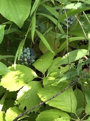 Smilax lasioneura