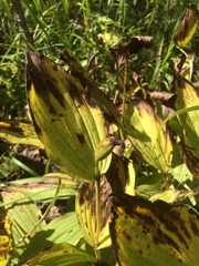 Cypripedium calceolus