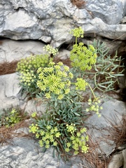 Crithmum maritimum